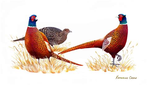 Pheasants Wildlife Art Work