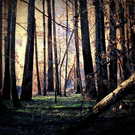 Fire And Rebirth In The Forest Photograph By Stephen Nett Fine Art