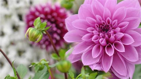Growing Dahlias 7 Must Know Tips Before You Start