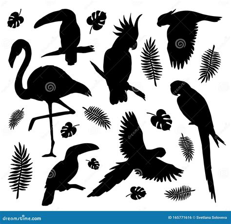 Vector Set Bundle Of Tropical Birds Silhouette Stock Illustration