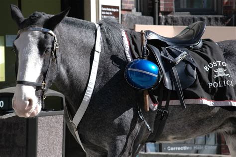 Councilor Wants to Discuss Reinstating Boston's Mounted Police Unit