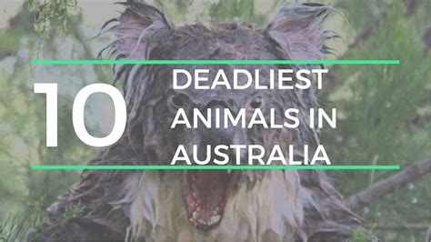The Most Dangerous Animals In Australiayou Need To Know