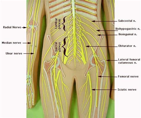 Image Result For Spinal Cord Vertebrae Model Nerve Anatomy Spinal