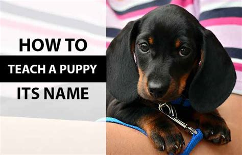 How To Teach A Puppy Its Name Withno Treats Petnamee