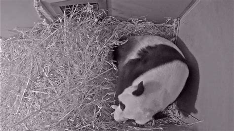 Endangered Giant Panda Gives Birth To Tiny Cub At Dutch Zoo