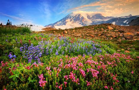 Mountain Wildflowers Hd Wallpaper Background Image