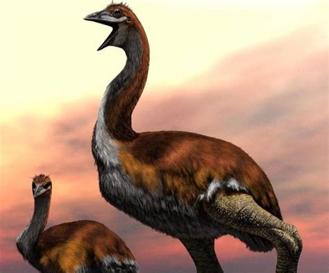 Largest Bird To Ever Exist Discovered An Extinct Dinosaur Bird