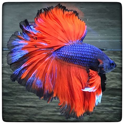 The wonderful thing about betta fish, is that you can create many different types and colors of betta, simply by cross breeding two different characteristics. Pin on Beautiful Betta Fish