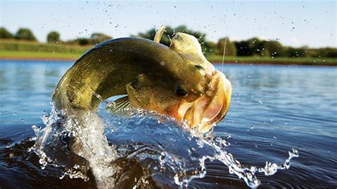 Bass Fishing Pictures Wallpaper 66 Images