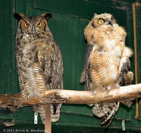 Eagle owls are finland's largest owls. Eurasian Eagle Owl Size Comparison