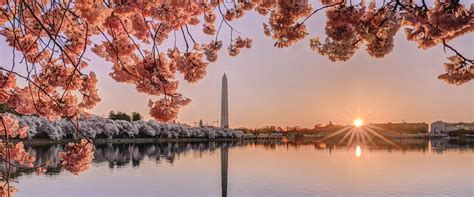 The Best Places To Photograph Cherry Blossoms In Washington Dc