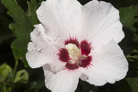 White Rose Of Sharon Flower In South Windsor Connecticut Stock Image