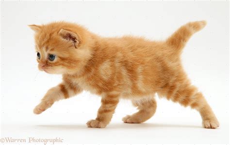 Ginger Kitten Photo Wp10752