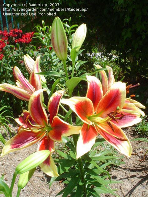 Plantfiles Pictures Oriental Trumpet Lily Ot Hybrid Orienpet Lily