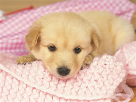 Free Download Cute Puppy Wallpapers Pixelstalk Net Riset