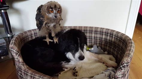 European Eagle Owl And Dog Best Friends Cute Video Youtube