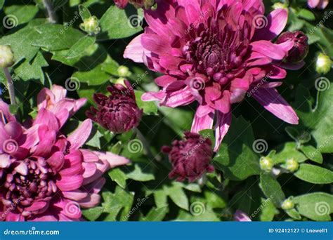 Mums In The Spring Garden Stock Image Image Of Groundcover 92412127