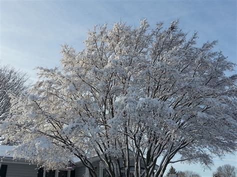 Free Images Tree Branch Blossom Snow Winter Flower Frost Ice