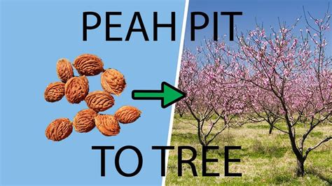 How To Plant And Grow A Peach Tree From A Pit And Seed Youtube Growing