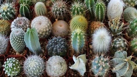Hoy les traigo un nuevo vídeo en donde les voy a enseñar las 27 tipos de la suculenta sedum que. El Cuidado de los Cactus | Vivero El Casar, Guadalajara ...