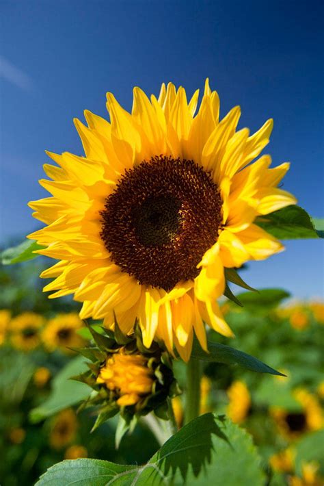 Helianthus Annuus Common Sunflower 50seeds In 2021 Sunflower
