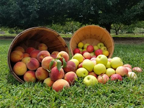 If You Only Visit One Tennessee Orchard This Year Make It This One