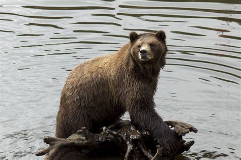 Brown Bear Shot In Alaska Brown Bear National Geographic National
