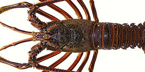 Australia Lobster Nationalization Labeled Third World