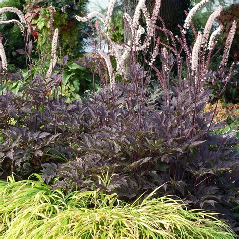 Actaea ‘black Negligee Terra Nova Nurseries Inc