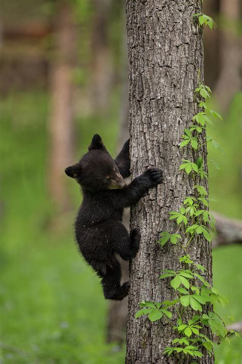 Usa Tennessee Black Bear Cub Climbing Photograph By Jaynes Gallery