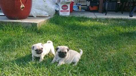 All our beautiful puppies are come from our professional private breeders. Pug Puppies For Sale | Spokane Valley, WA #305583
