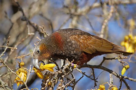 We serve the portland, oregon metro area with quality pest control & extermination services. Who is most interested in New Zealand's birds? | Te Papa's ...