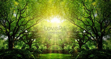 Dream Forest Creative Imagepicture Free Download 401739485