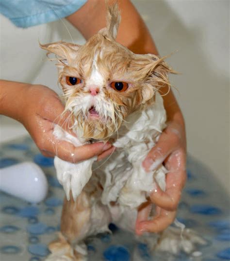 15 Hilarious Pictures Of Wet Cats