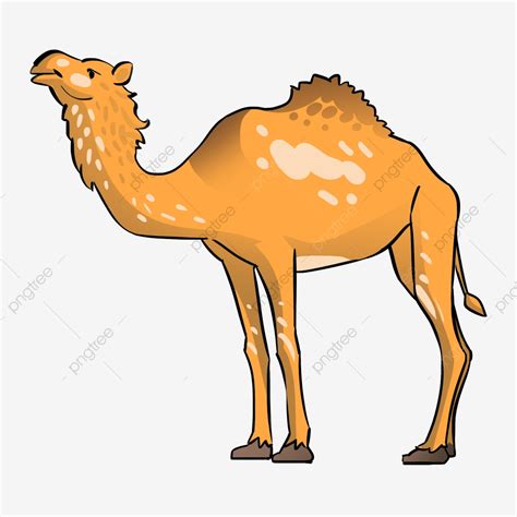 Lovely Wild Desert Animal Camel Illustration Cute Cartoon