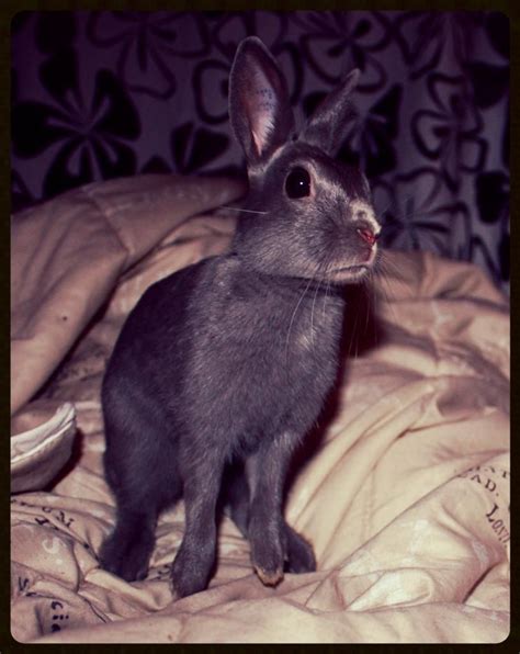 Blue Britannia Petite Buck Honey Bunny Bunny Rabbit