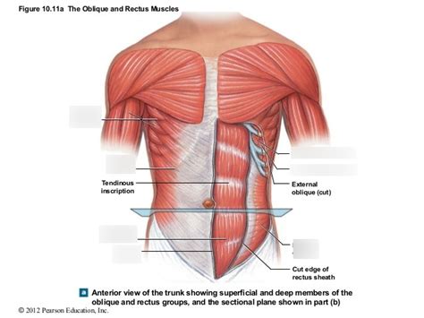 Anatomy Muscles Of The Abdomen Diagram Quizlet The Best Porn Website