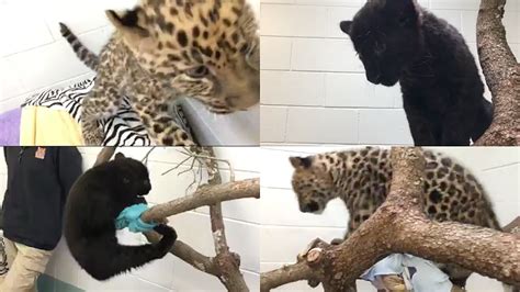Connecticuts Beardsley Zoo Presents Two New Rare Leopard Cubs