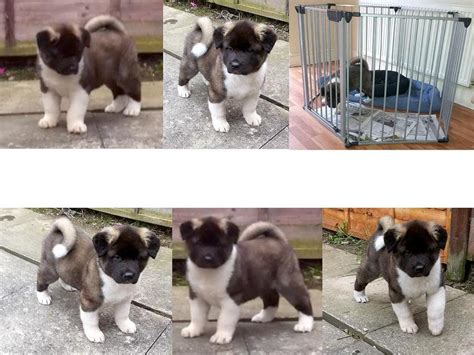 How long do i wait before taking my puppy outside? 8 week akita, 1 testicle?!