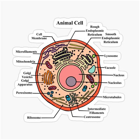 Top 146 Plant And Animal Cell Diagram Not Labeled