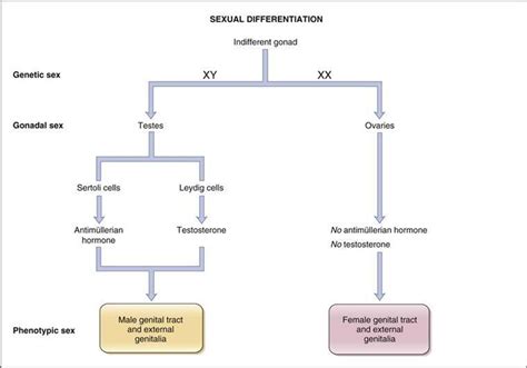 Sexual Differentiation Reproductive Physiology Physiology 5th Ed