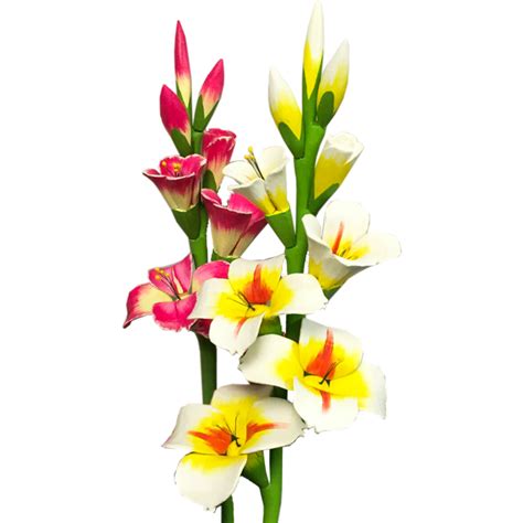 When designing a new logo you can be inspired by the visual logos found here. Download Gladiolus Photo HQ PNG Image | FreePNGImg