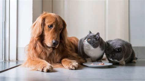 Dogs That Eat Cats Cat Meme Stock Pictures And Photos
