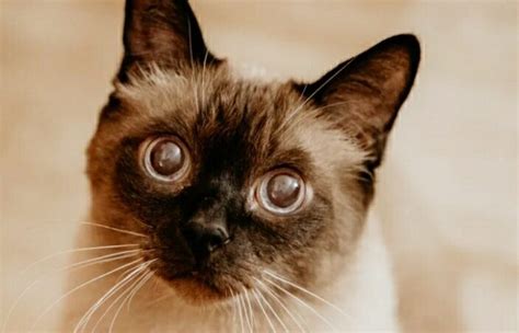 I held out a long time from getting siamese cats because i had heard the same thing. Are Male or Female Siamese Cats better ? - Catstourguide