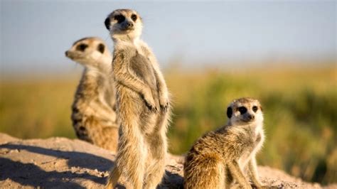 Kendall Hills Epic Meerkat Moment In Africa Is Pure Travel Joy
