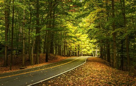 Wallpaper Road Autumn Forest Leaves Trees The State Of New York