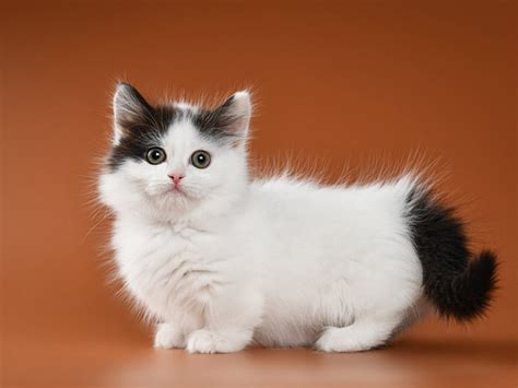 11 Fascinating Facts About The Munchkin Cats Catastic