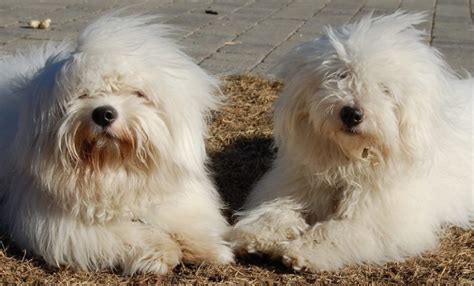 Coton De Tulear Dog Breed Information And Images K9rl