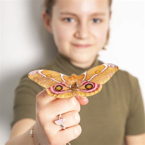 Schmetterlingetest029