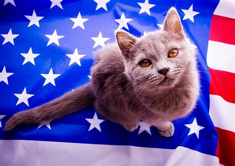 Patriotic Pet Cats Pawversity